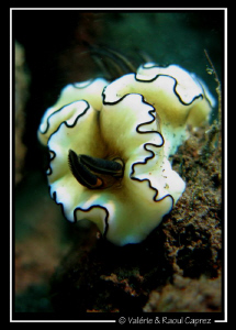 Glossodoris atromarginata by Raoul Caprez 
